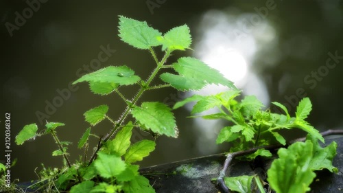 Cinematic Close-Up of Stinging Nettles on Canal Towpath with Sun Bokeh - Birmingham UK.
A beautiful, cinematic close-up shot of green stinging nettles (Urtica dioica).