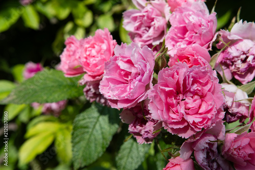 beautiful pink roses carnation type blossoming at cloudy  day. close up