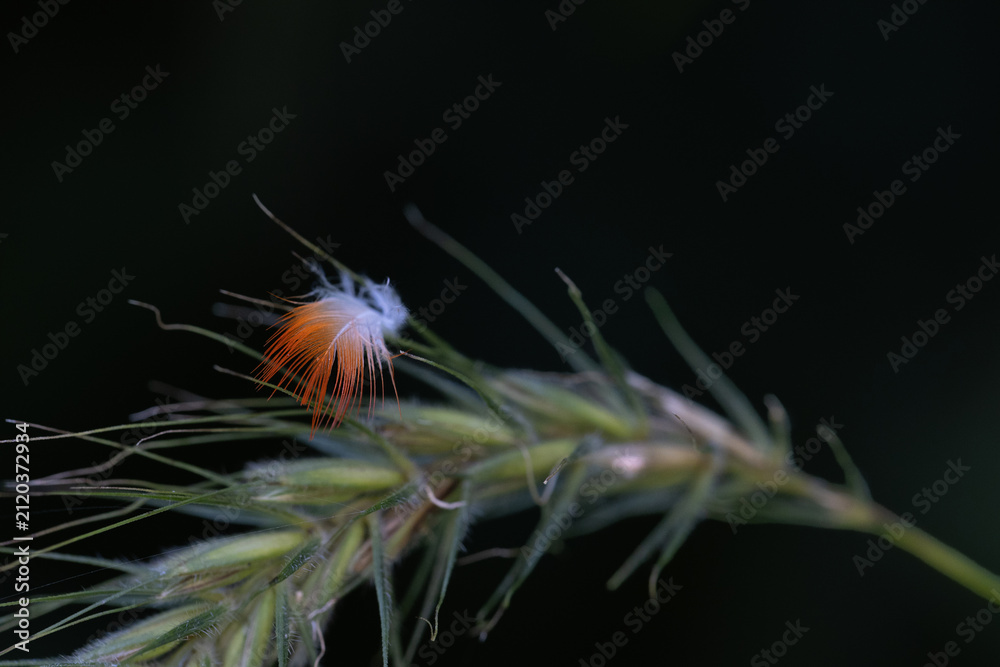 Fototapeta premium Ruby-Throated. Hummingbird Gorget Feather on Bottlebrush Grass Seed Head