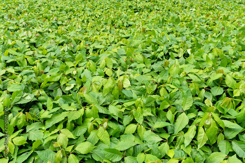 Quadro su tela dense, lush ground cover of poison ivy plants