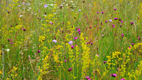 Galium verum, Dianthus carthusianorum and Knautia arvensis, amongst other flowers, in the meadows of Transylvania.