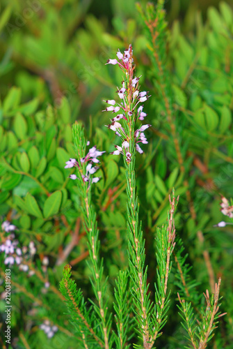 Erica multiflora; a plant with numerous chemical and medicinal properties that has been known and used since ancient times.