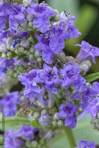 Closeup on the vibrant blue flowers of the Monk's pepper shrub, Vitex agnus-castus