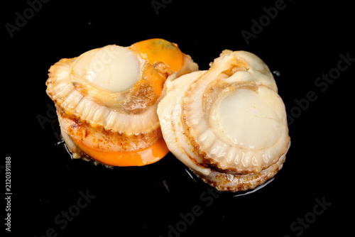 Fresh Shucked Qingdao Scallops with Yellow Meat on Black Background - Premium Seafood