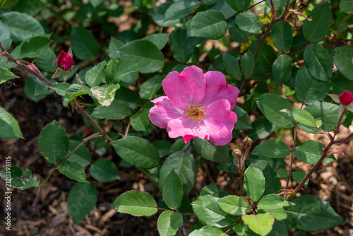 Foto Betty Prior floribunda shrub rose growing in the garden. Canada.