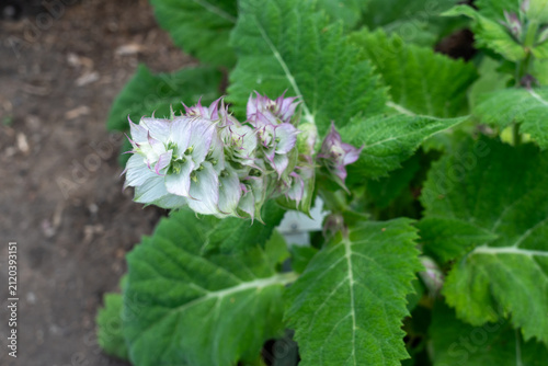 Salvia sclarea (Vatican clary) growing in the garden. Canada.
