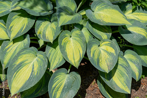 Hosta 'June' (Plantain Lily) growing in the garden. Canada. 