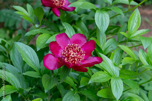 Chinese peony (Paeonia lactiflora)  growing in the garden. Canada. 