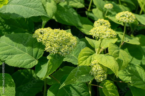 Hill of Snow (Hydrangea arborescens ) growing in the garden. Canada. 