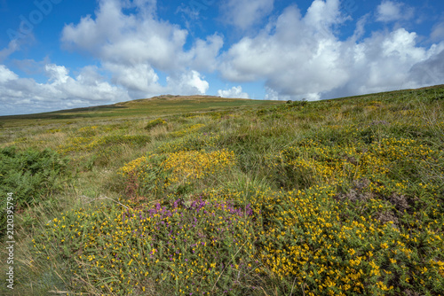 Cuadro en lienzo Wildl flowers growing at the bast of Cox Tor in Dartmoor