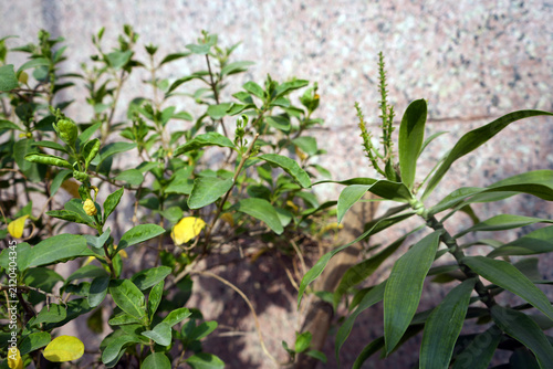 Garden Flowers Green Botanical Garden