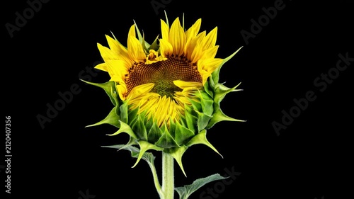 Yellow Sunflower Blooming on a Black Background in Timelapse. Agriculture Theme for Oil and Food Production. Macro Time Lapse Opening Sunflower Head