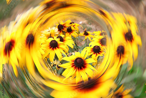 Black-eyed Susan flowers with a swirling whirlpool halo effect abstract artwork