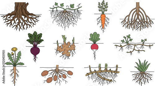 Plant Root System and Underground Vegetable Vector Icon Set Featuring Taproots, Tubers, Rhizomes, Tree Roots, Carrots, Ginger, Potatoes, and Beets Designs