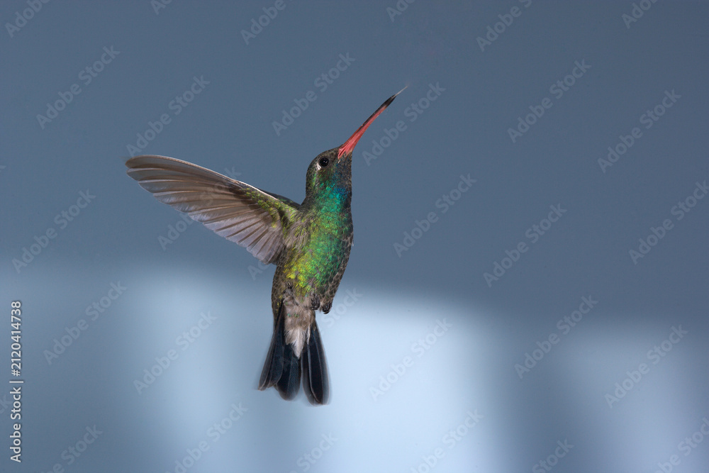 Fototapeta premium Broad-billed hummingbird in flight