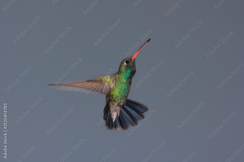 Fototapeta premium Broad-billed hummingbird in flight