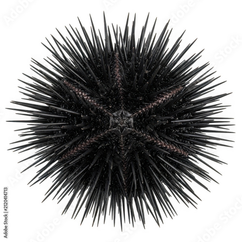 Single black sea urchin with sharp long spines isolated on a plain view for marine biology education isolated on transparent background , PNG
