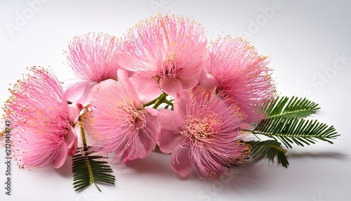 Fresh Pink Mimosa Flowers Isolated On A White Background