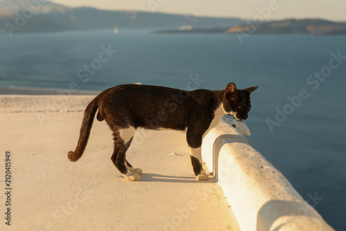 A black‑and‑white cat stands on a white wall overlooking the Aegean Sea in Santorini, Greece, basking in warm Mediterranean sunlight above the tranquil coast.