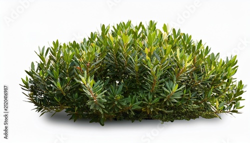 Pacific Wax Myrtle Bush Realistic Image Isolated On Transparent Background For Coastal Landscaping