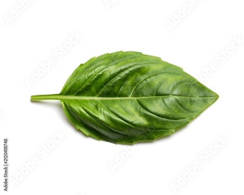 Fresh green basil leaf isolated on white background, organic aromatic herb for culinary cooking, single vibrant sweet basil leaf with detailed texture