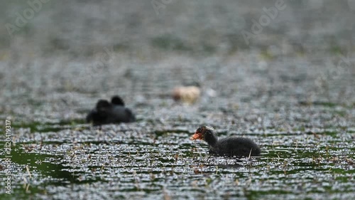 Eurasian Coot Swimming In Pond With Its Chick