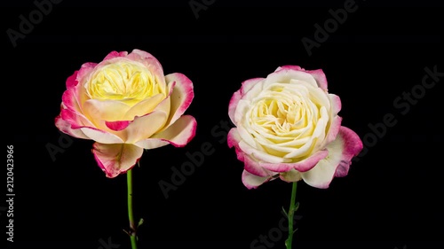 Tender Cream Yellow Red Rose Blooming in Time Lapse. Pink Flower Moving Petals in Fast Motion on a Black Background and Wilting to Dry Plant. One Flower Bloom and One Wilt