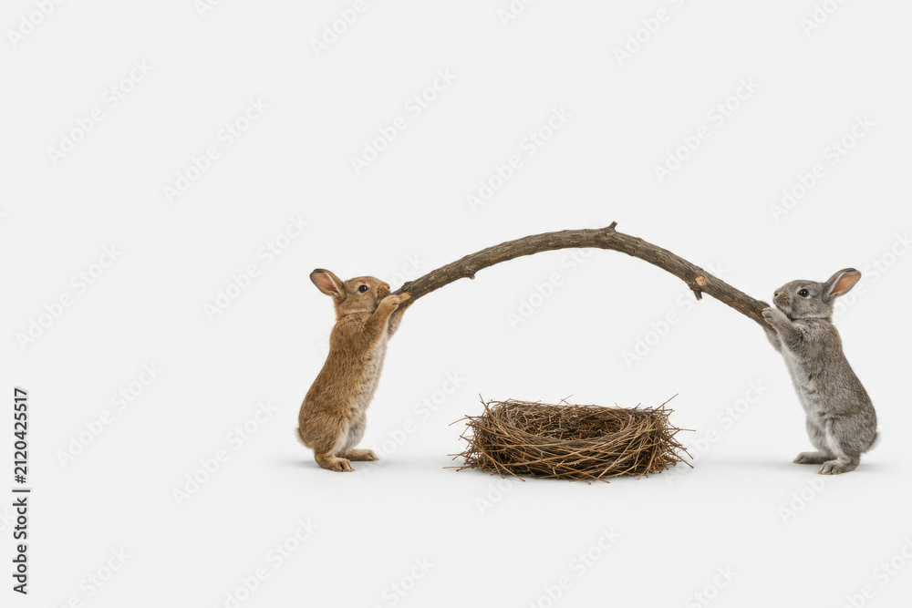 Fototapeta premium Two rabbits hold a branch above an empty nest. Space for text.