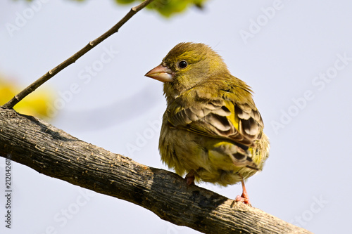 Bild auf Leinwand Grünfink // European greenfinch (Chloris chloris)