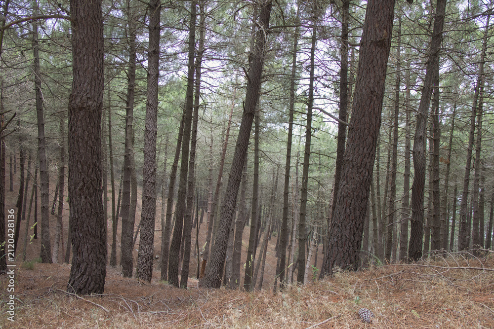 Fototapeta premium forest autumn winter pines trunks fog