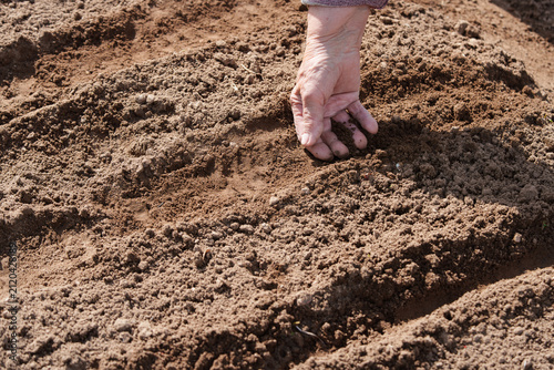 Fotografie Close up of elderly female hand pressing seed into dry soil in garden bed, captu