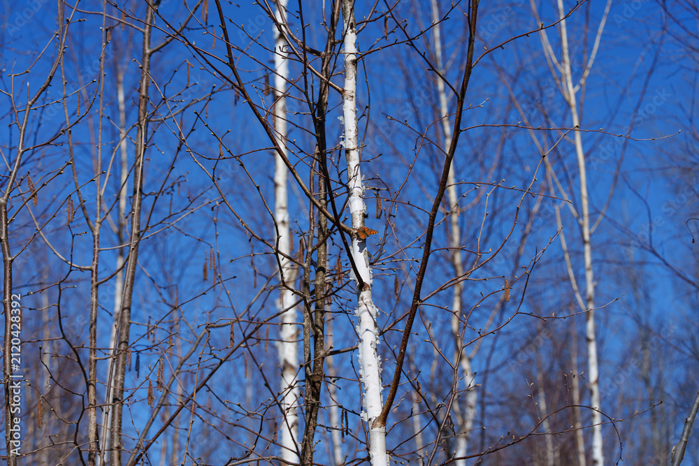 Obraz premium Close view of orange butterfly perched on peeling birch bark inside leafless forest, with intersecting twigs, pale trunks, and clear blue sky creating quiet early spring woodland atmosphere