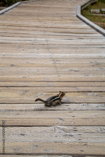 Cuadro en lienzo Yellowstone Chipmunk Walking Along Boardwalk Near Hot Springs