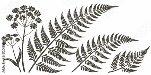 Foto Set of botanical featuring detailed fern leaves and wildflower umbels, black lin