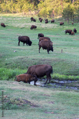 Herd of American Bison Grazing on a Sunny Summer Evening in Custer State Park