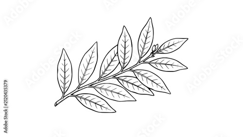 Simple black and white line art drawing of a botanical branch with leaves isolated on white