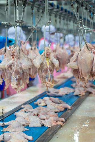 Fresh whole chickens hanging from hooks on a processing line inside a poultry processing facility. The image represents poultry processing, meat production, food industry, agricultural manufacturing, 