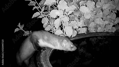 Steinmarder, Martes foina, Hausmarder, trinkt nachts an einem Regenfass im Garten, Durst, Dürre, Nachtaufnahme, Wildkamera