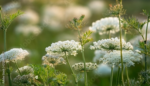 Queen Anners Lace Wildflowers In Soft Green Meadow Close Up