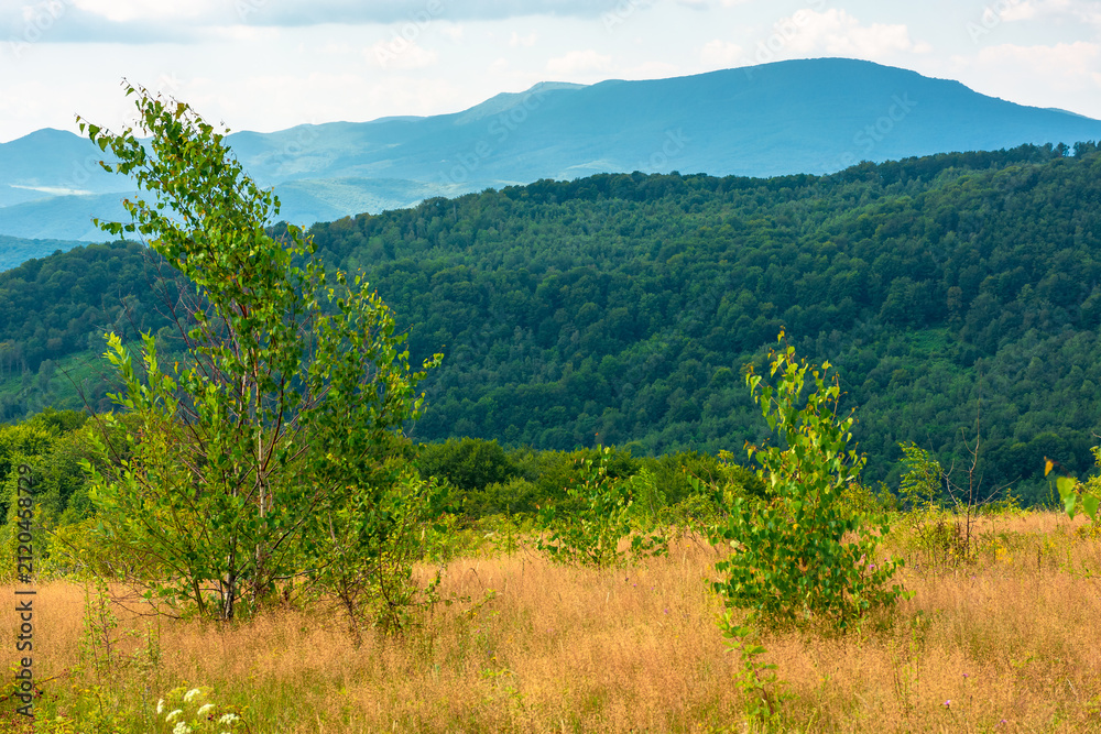 Fototapeta premium tree on a field in mountain landscape. green countryside of ukraine in summer. cloudy weather. carpathian landscape in dappled light. amazing carpathian highland
