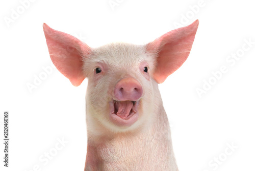 Funny piglet portrait with open mouth isolated on white background.