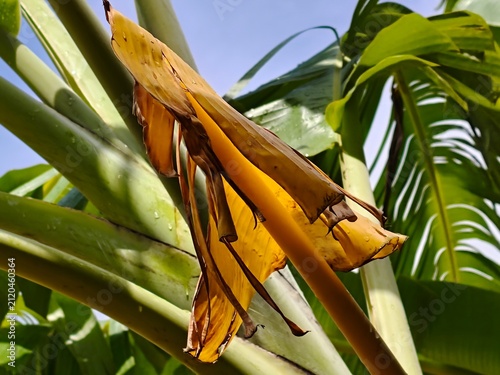 Banana tree 