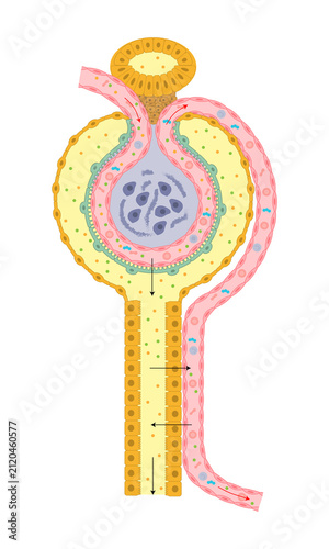 Structures and processes of the renal nephron