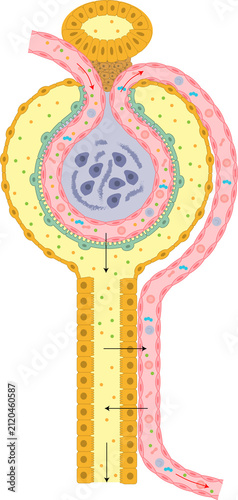 Structures and processes of the renal nephron