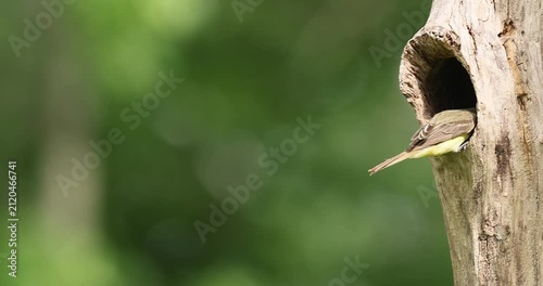 Great Crested Flycatcher, nesting, flying slow motion
