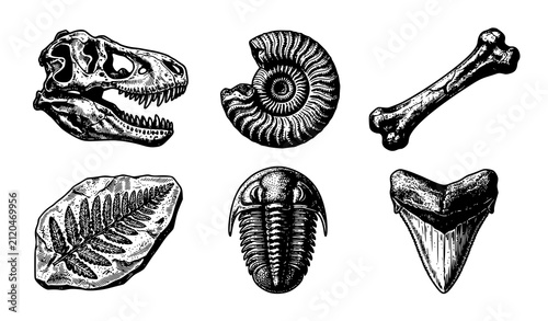 Konstfotografi Vintage Paleontology Dinosaur Fossil and Shell Vector Icon Set with Skull Ammoni