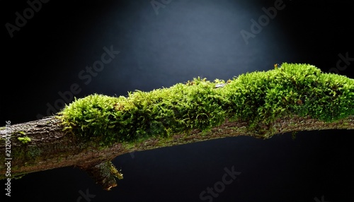 Moss Grows On A Branch Against A Dark Background