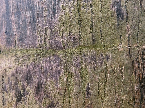 Close-up Texture of an Old Oil Palm Tree Trunk with Green Moss and Lichen