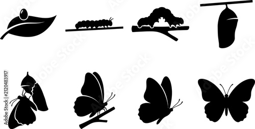Fotografía Butterfly and Insect Life Cycle Silhouette Collection with Caterpillar Cocoon Mo