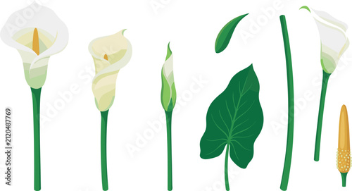 Bild auf Leinwand Elegant white calla lily flower vector illustration set with green leaves stems